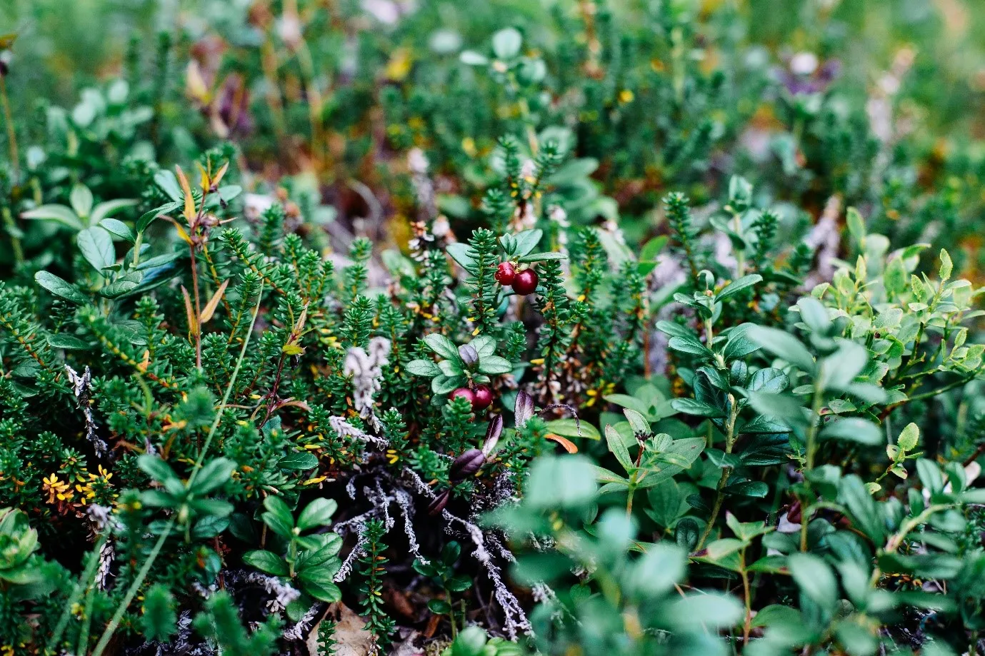 Nature’s Powerhouses – The Benefits of Plant and Herbal Extracts in Natural Skincare